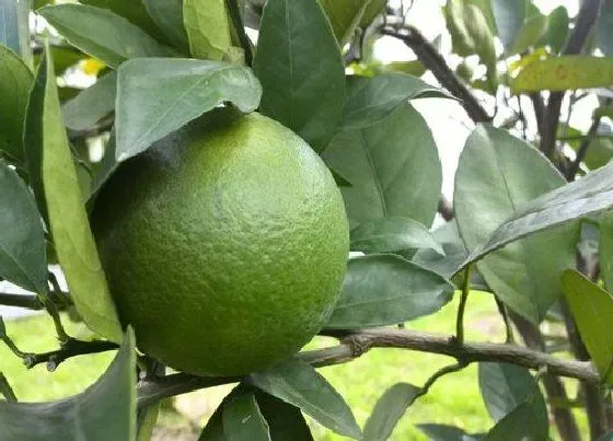 食用科普|皇帝柑是热性还是凉性