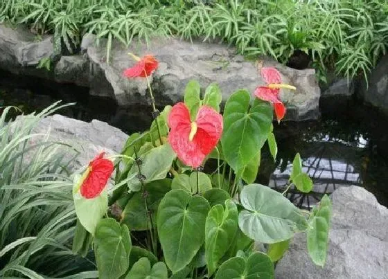 花卉风水|庭院种什么花风水好