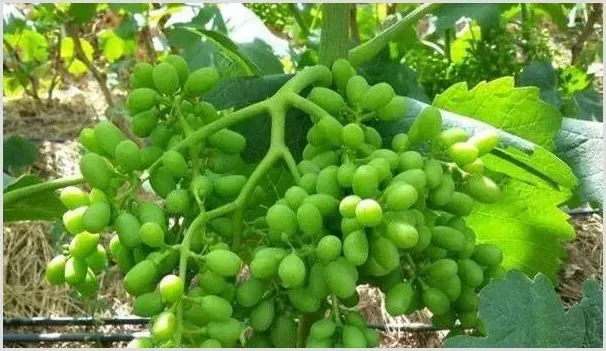 葡萄缺钙有什么危害？葡萄种植补钙的时间及方法 | 自然知识