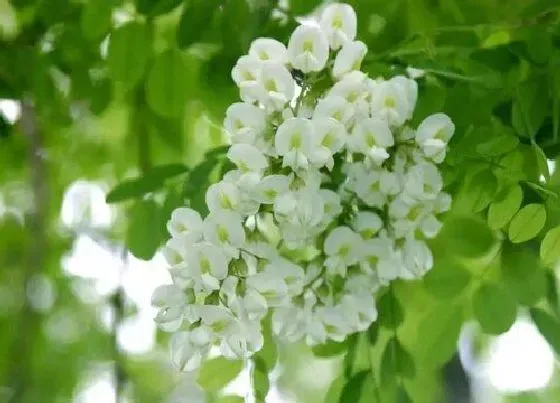 植物百科|葛花和槐花一样吗 分别长什么样子（图片）