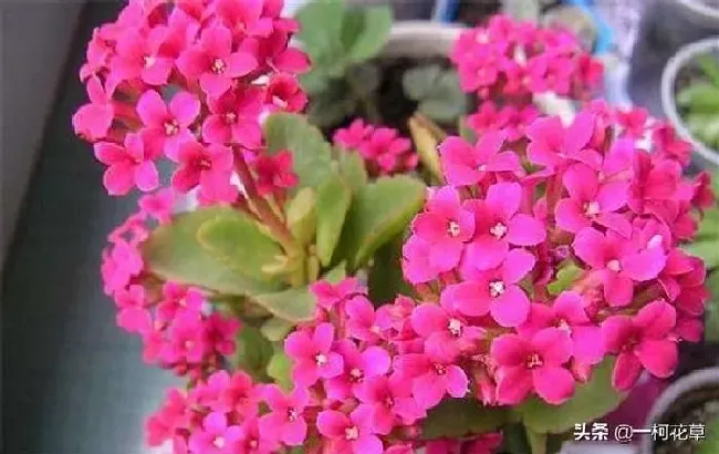 不开花|为什么我家的长寿花不开花（长寿花买来老是不开花的原因）