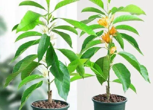 养殖科普|白兰好养吗 养殖方法和养护要点