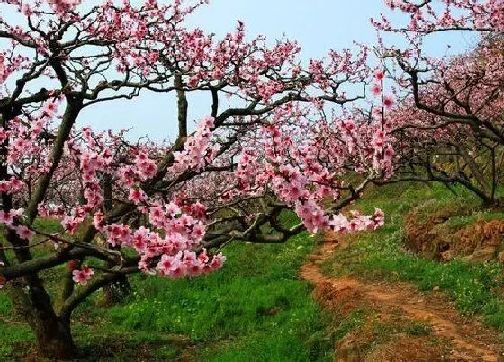 开花时间|桃花什么季节开花 开花时间是几月份