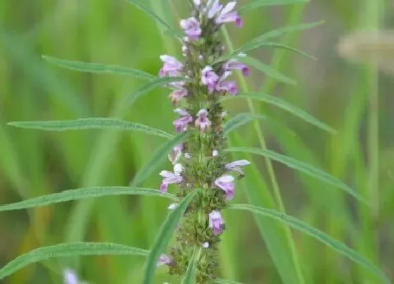 植物种类|草是植物吗 属于什么类型植物