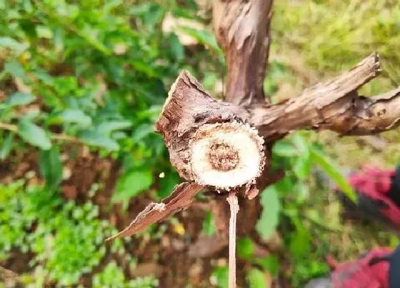 不开花|葡萄树为什么不开花