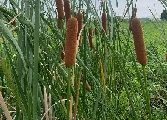 植物百科|香蒲是什么植物