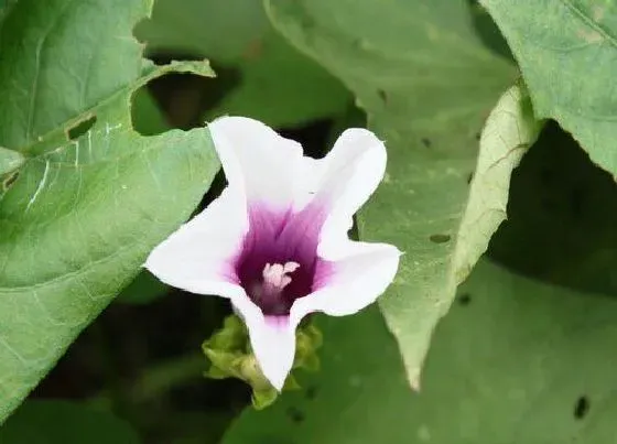 食用须知|山芋开花了还能吃吗