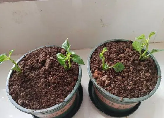 植物播种|朝天椒怎么留种子