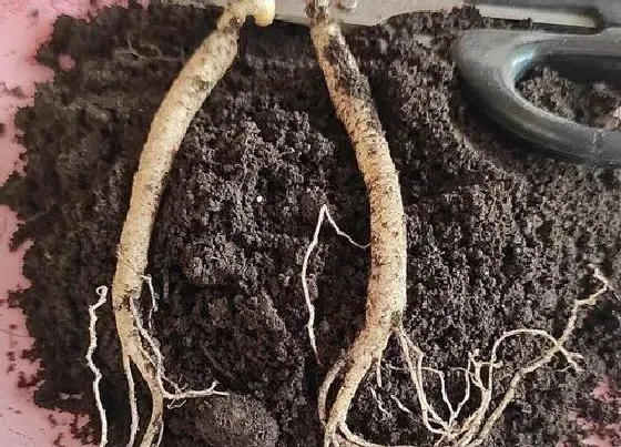 功效常识|西洋参的功效与作用及食用方法
