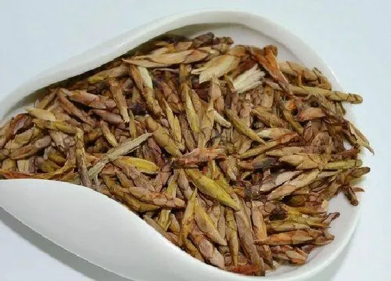 生长环境|老鹰茶的生长环境 适合长在什么地方