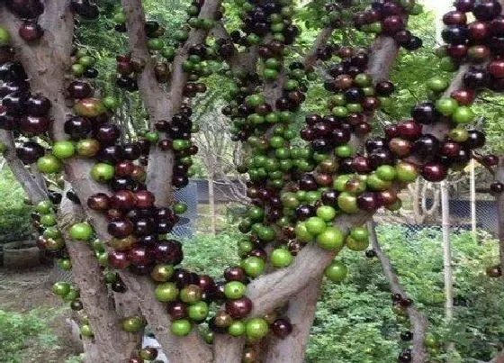 种植管理|嘉宝果几年结果实