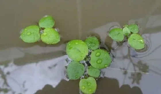 植物繁殖|圆心萍怎么繁殖 繁殖时间和方法图解