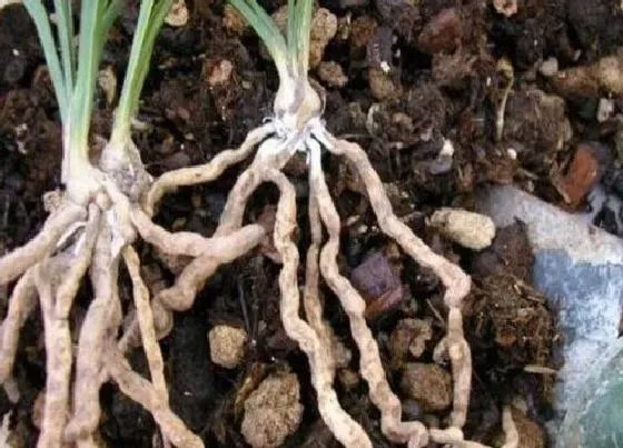 种植土壤|兰花土可以种多肉吗