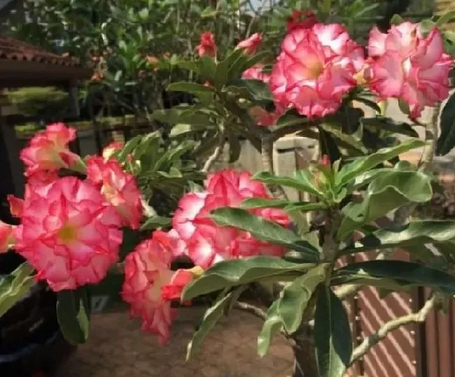 叶子发黄|沙漠玫瑰开花后叶子发黄怎么回事（花期黄叶子是什么原因）