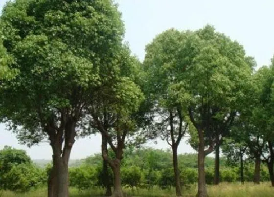 植物百科|杭州的市树是什么树