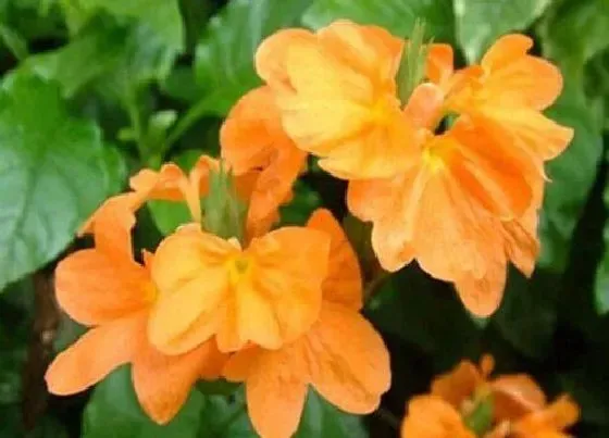 植物毒性|鸟尾花有毒吗 可以放在室内养吗