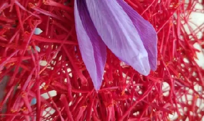 植物泡水|藏红花可以泡水喝吗