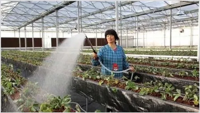 草莓浇水注意什么？什么时候施水 | 耕种资料