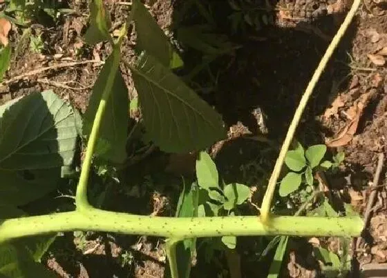 植物修剪|树莓怎么修剪方法