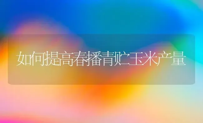 如何提高春播青贮玉米产量 | 粮油作物种植