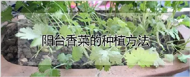 阳台香菜的种植方法 | 农业技术