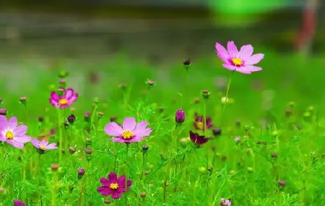 花语|格桑花的花语是什么意思与含义