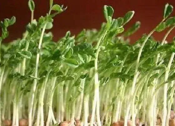 植物百科|山芽菜又叫什么名字