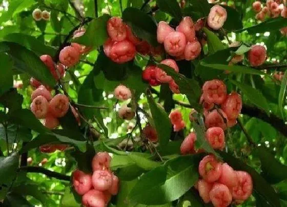 种植管理|莲雾种植技术与管理