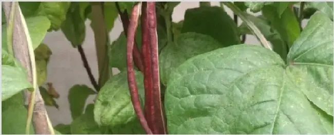 紫豆角种植时间和方法 | 种植技术