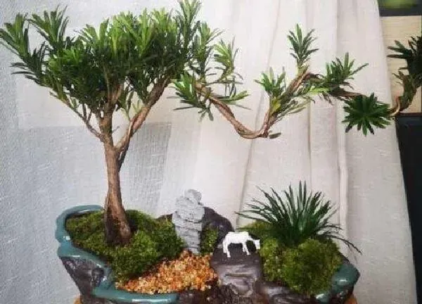 植物浇水|罗汉松多长时间浇一次水