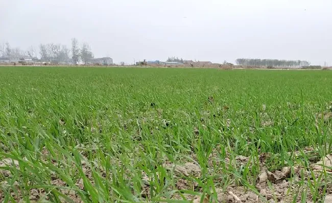 植物施肥|种小麦一亩地用多少复合肥，播种小麦每亩用多少复合肥）