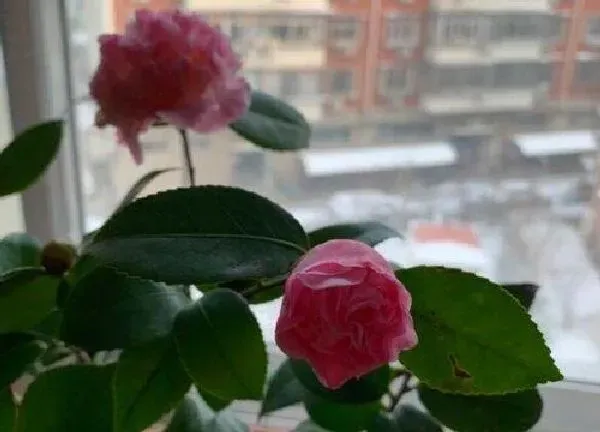 养殖方法|四季茶花的养殖方法和注意事项有哪些