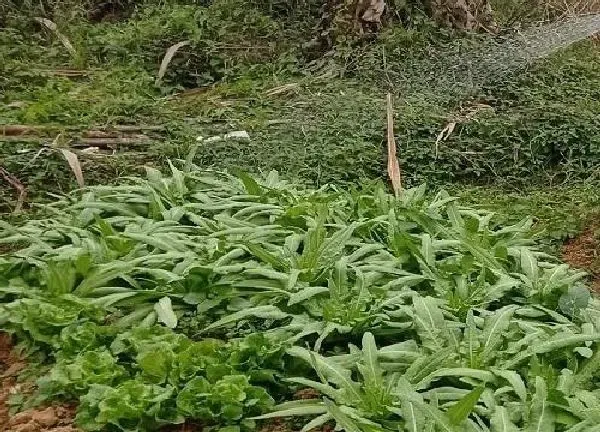 植物浇水|维生素c可以浇菜吗