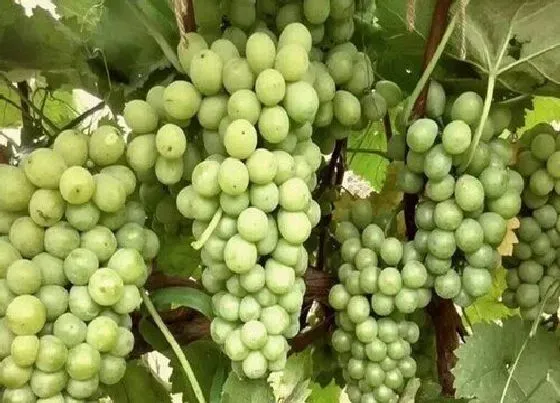 果实成熟|葡萄怎么看熟没熟