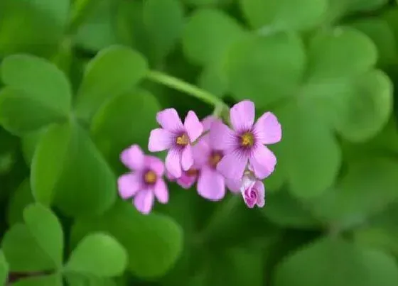 花语|各种花的寓意及花语象征大全（鲜花店常见的花及花语）