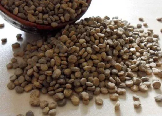 功效常识|西洋参的功效与作用及食用方法