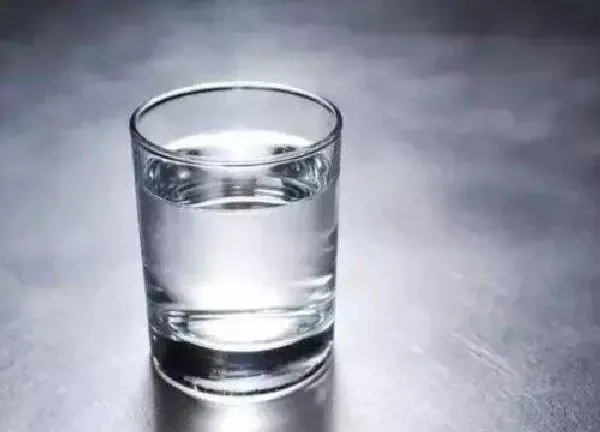 植物浇水|凉白开水可以浇花吗