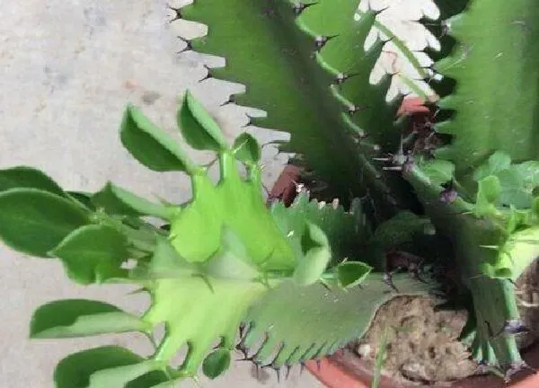 植物扦插|霸王鞭的扦插方法图解 霸王鞭如何扦插繁殖