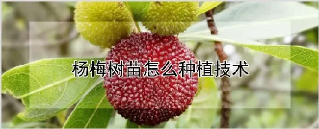 杨梅树苗怎么种植技术 | 农业科普