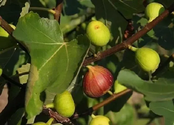 冬天植物|无花果耐寒最低温度（无花果越冬的方法图解）