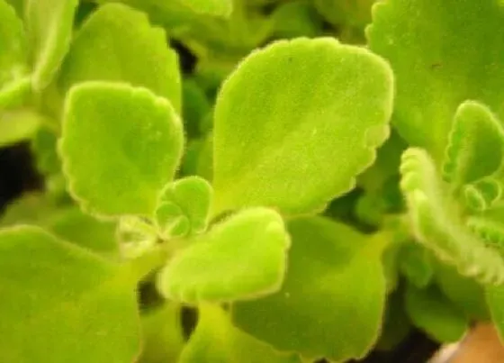 植物种类|家里面阳台种什么花好看又好养（一年四季都可以养的花）