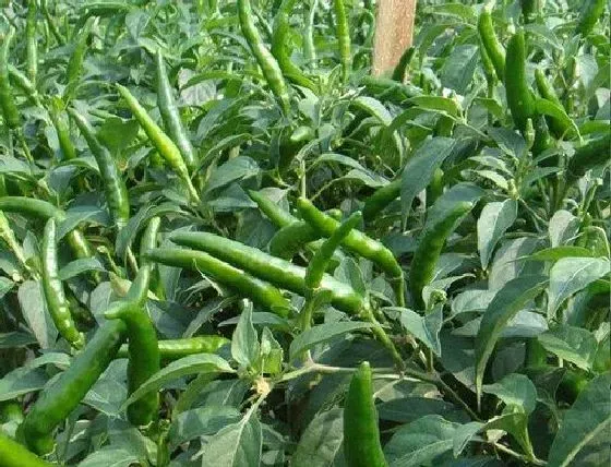种植管理|辣椒打顶时间及方法步骤(图解)