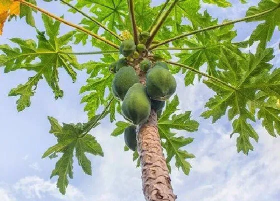 种植管理|木瓜树几年结果 种植多久能开花结果