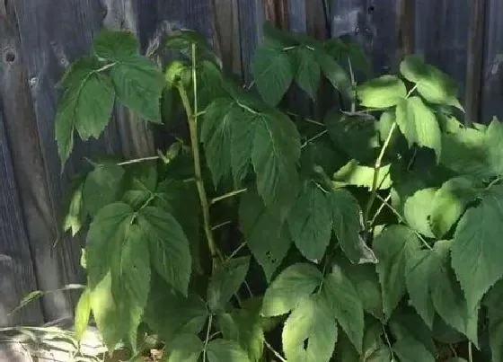 植物修剪|树莓怎么修剪方法