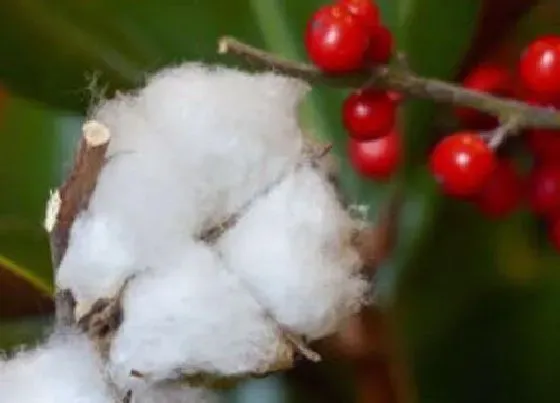 植物文学|棉花的生长过程 生长分为5个阶段
