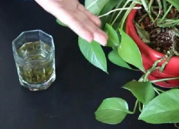 植物浇水|过期的茶叶可以浇花吗