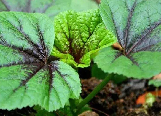 植物种类|适合秋播的蔬菜有哪些 适合秋天种植的蔬菜品种
