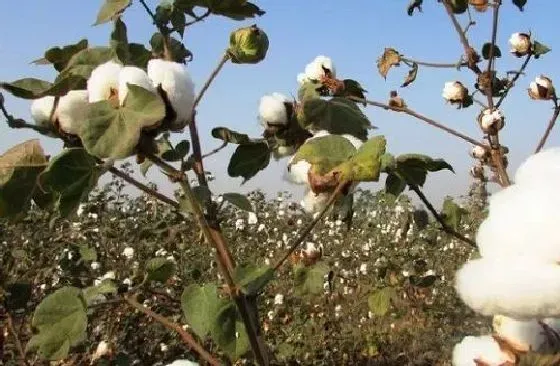 植物病害|棉花黄叶病用什么药效果好