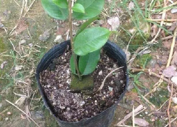植物生根|嘉宝果扦插多久生根