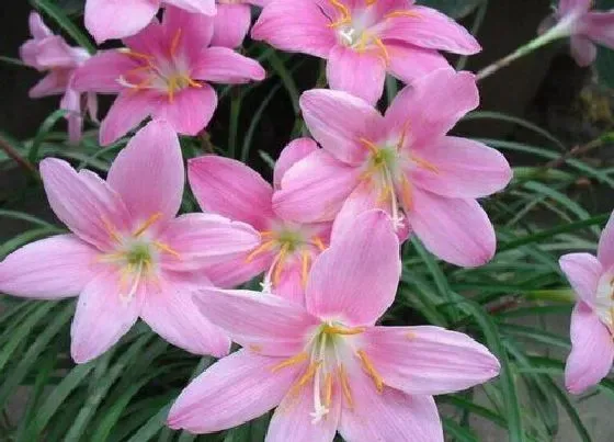 开花时间|葱兰什么时候开花 花期从几月到几月